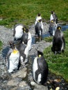 King Penguin Aptenodytes patagonicus colony on the shores of the South Georgia Islands, Antarctica Royalty Free Stock Photo