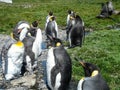 King Penguin Aptenodytes patagonicus colony on the shores of the South Georgia Islands, Antarctica Royalty Free Stock Photo