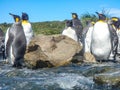 King Penguin Aptenodytes patagonicus colony on the shores of the South Georgia Islands, Antarctica Royalty Free Stock Photo