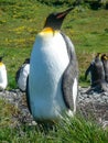 King Penguin Aptenodytes patagonicus colony on the shores of the South Georgia Islands, Antarctica Royalty Free Stock Photo