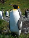 King Penguin Aptenodytes patagonicus colony on the shores of the South Georgia Islands, Antarctica Royalty Free Stock Photo