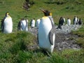 King Penguin Aptenodytes patagonicus colony on the shores of the South Georgia Islands, Antarctica Royalty Free Stock Photo