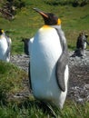 King Penguin Aptenodytes patagonicus colony on the shores of the South Georgia Islands, Antarctica Royalty Free Stock Photo