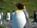 King Penguin Aptenodytes patagonicus colony on the shores of the South Georgia Islands, Antarctica Royalty Free Stock Photo