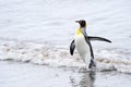 King Penguin (Aptenodytes patagonicus) coming out the water Royalty Free Stock Photo