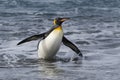 King penguins, South Georgia Island, Antarctic Royalty Free Stock Photo