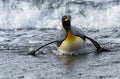 King penguins, South Georgia Island, Antarctic Royalty Free Stock Photo