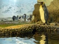 King penguin Aptenodytes patagonicus, Der KÃÂ¶nigspinguin Koenigspinguin or Kraljevski pingvin - The Zoo ZÃÂ¼rich Zuerich