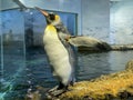 King penguin Aptenodytes patagonicus, Der KÃÂ¶nigspinguin Koenigspinguin or Kraljevski pingvin - The Zoo ZÃÂ¼rich Zuerich