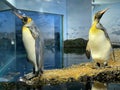 King penguin Aptenodytes patagonicus, Der KÃÂ¶nigspinguin Koenigspinguin or Kraljevski pingvin - The Zoo ZÃÂ¼rich Zuerich