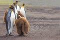 King Penguin (Aptenodytes patagonicus) feeding chick. Royalty Free Stock Photo