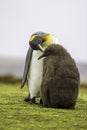 King Penguin (Aptenodytes patagonicus) feeding chick. Royalty Free Stock Photo