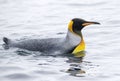 King Penguin, Aptenodytes patagonicus halli Royalty Free Stock Photo