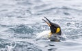 King Penguin, Aptenodytes patagonicus halli Royalty Free Stock Photo