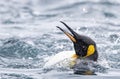 King Penguin, Aptenodytes patagonicus halli Royalty Free Stock Photo