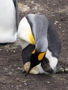 King Penguin Aptenodytes patagonicus, holding eggs on the huge legs of the Colony, Volunteer Point, Falklands / Malvinas