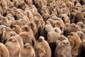 King Penguin (Aptenodytes patagonicus) Large Creche of chicks Royalty Free Stock Photo