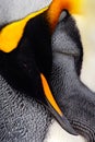 King penguin, Aptenodytes patagonicus. Penguin detail cleaning of feathers detail portrait of sea bird. Penguin with black and