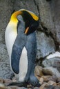 King Penguin (aptenodytes patagonicus) is the second largest species of penguin Royalty Free Stock Photo