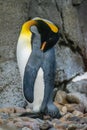 King Penguin (aptenodytes patagonicus) is the second largest species of penguin Royalty Free Stock Photo