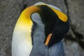King Penguin & x28;aptenodytes patagonicus& x29; is the second largest species of penguin Royalty Free Stock Photo