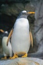 King Penguin (aptenodytes patagonicus) is the second largest species of penguin Royalty Free Stock Photo