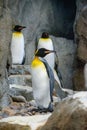 King Penguin (aptenodytes patagonicus) is the second largest species of penguin Royalty Free Stock Photo