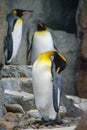 King Penguin (aptenodytes patagonicus) is the second largest species of penguin Royalty Free Stock Photo