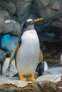 King Penguin & x28;aptenodytes patagonicus& x29; is the second largest species of penguin Royalty Free Stock Photo