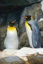 King Penguin (aptenodytes patagonicus) is the second largest species of penguin Royalty Free Stock Photo
