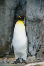 King Penguin (aptenodytes patagonicus) is the second largest species of penguin Royalty Free Stock Photo