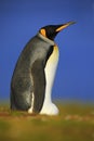 King penguin, Aptenodytes patagonicus sitting in grass with blue sky, Falkland Islands