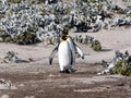 King Penguin, Aptenodytes patagonicus, of Sounder Island, Falkland Islands-Malvinas