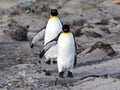 King Penguin, Aptenodytes patagonicus, of Sounder Island, Falkland Islands-Malvinas