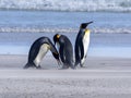 King Penguin, Aptenodytes patagonicus, of Sounders Island, Falkland Islands-Malvinas