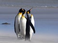 King Penguin, Aptenodytes patagonicus, of Sounders Island, Falkland Islands-Malvinas