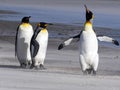 King Penguin, Aptenodytes patagonicus, of Sounders Island, Falkland Islands-Malvinas