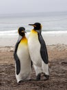 King Penguin, Aptenodytes patagonicus, of Sounders Island, Falkland Islands-Malvinas