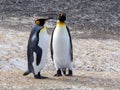 King Penguin, Aptenodytes patagonicus, of Sounders Island, Falkland Islands-Malvinas