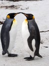 King Penguin, Aptenodytes patagonicus, of Sounders Island, Falkland Islands-Malvinas