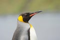 King Penguin (Aptenodytes patagonicus) standing on the beach Royalty Free Stock Photo