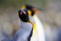 King Penguin (Aptenodytes patagonicus) standing on the beach Royalty Free Stock Photo