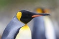 King Penguin (Aptenodytes patagonicus) standing on the beach Royalty Free Stock Photo