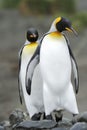 King Penguin (Aptenodytes patagonicus) standing on the beach Royalty Free Stock Photo