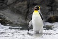 King Penguin (Aptenodytes patagonicus) standing on the beach Royalty Free Stock Photo