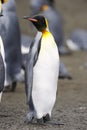 King Penguin (Aptenodytes patagonicus) standing in colony Royalty Free Stock Photo