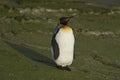 King Penguin on Saunders Island Royalty Free Stock Photo