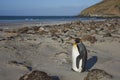 King Penguin at The Neck on Saunders Island Royalty Free Stock Photo