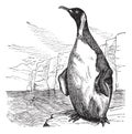 King Penguin or Aptenodytes patagonicus vintage engraving