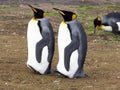 King penguin, Aptenodytes patagonicus, Volunteer point, Falkland Islands - Malvinas